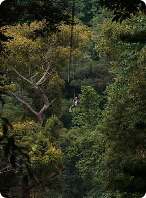 Forest zipline